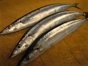 新秋刀魚